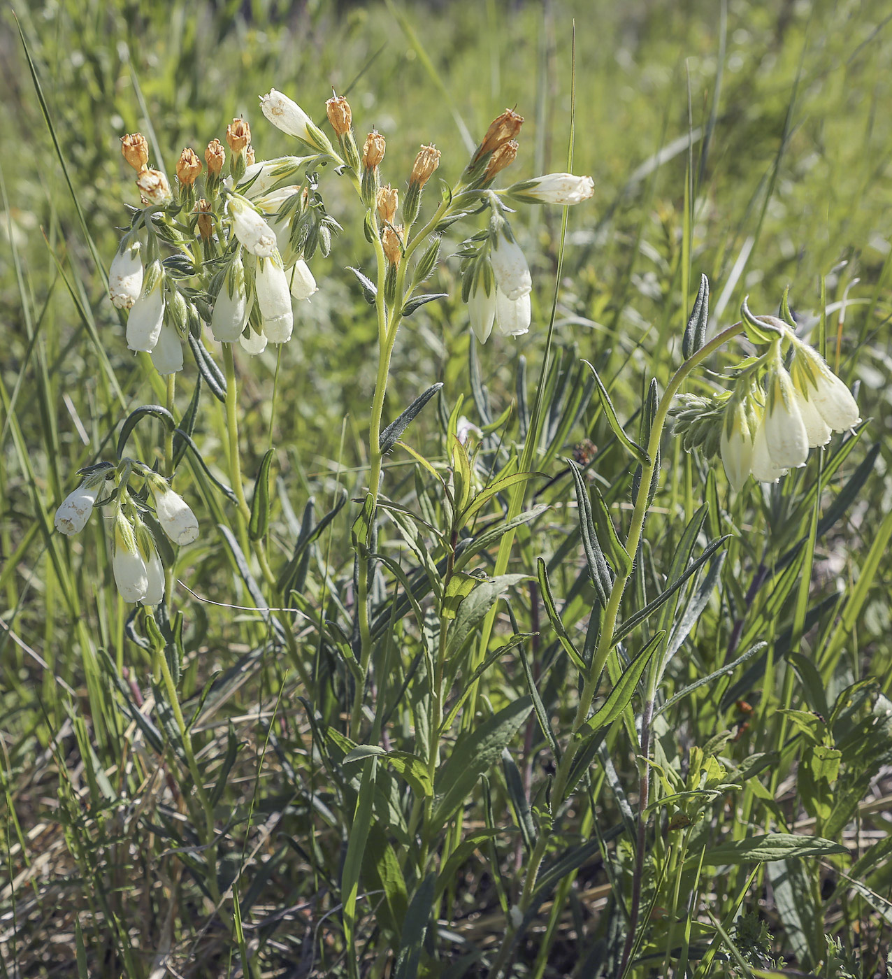 Image of Onosma volgensis specimen.