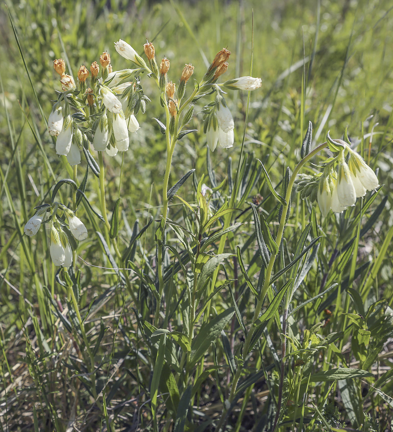 Изображение особи Onosma volgensis.