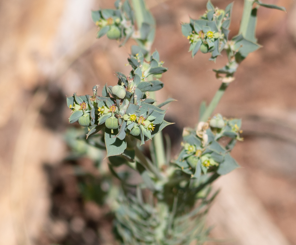 Изображение особи Euphorbia aleppica.