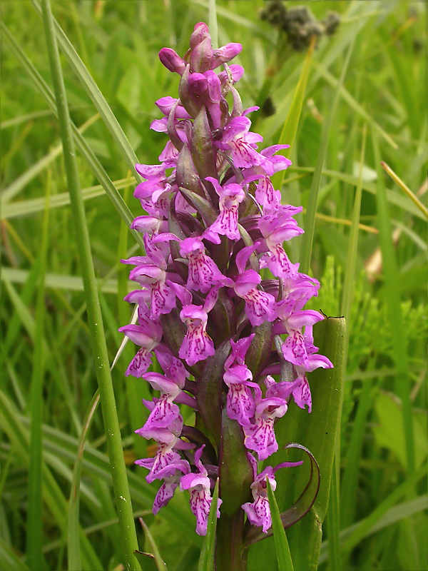 Image of Dactylorhiza incarnata specimen.