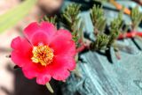 Portulaca grandiflora. Цветок. Казахстан, г. Актау, в вазоне. 22 июня 2021 г.