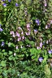 Teucrium chamaedrys