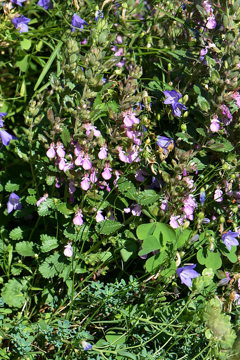 Изображение особи Teucrium chamaedrys.