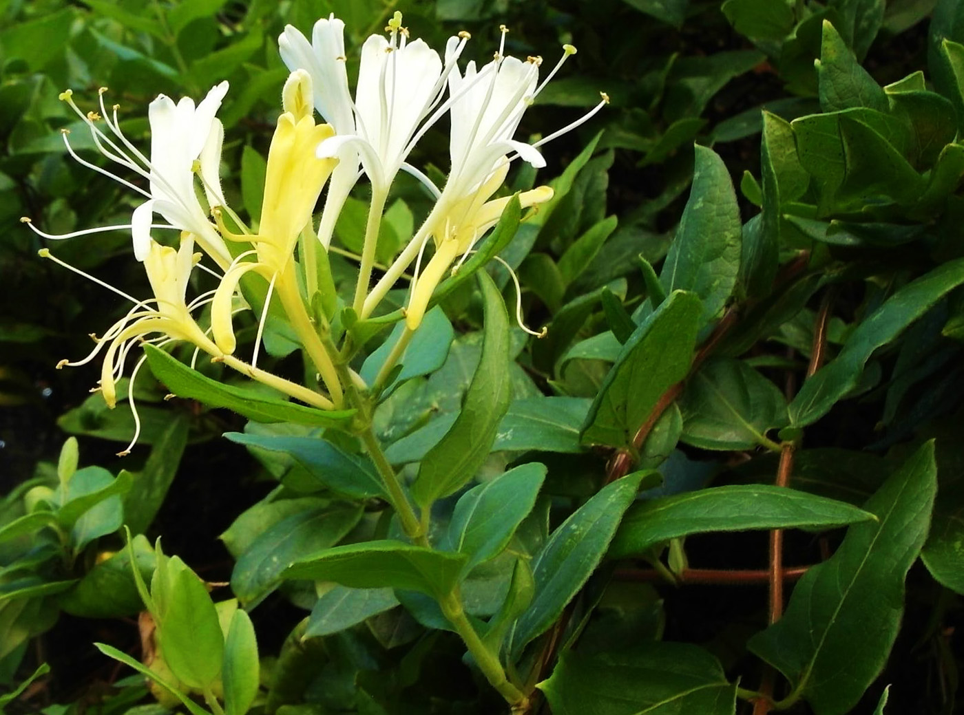 Image of Lonicera japonica specimen.