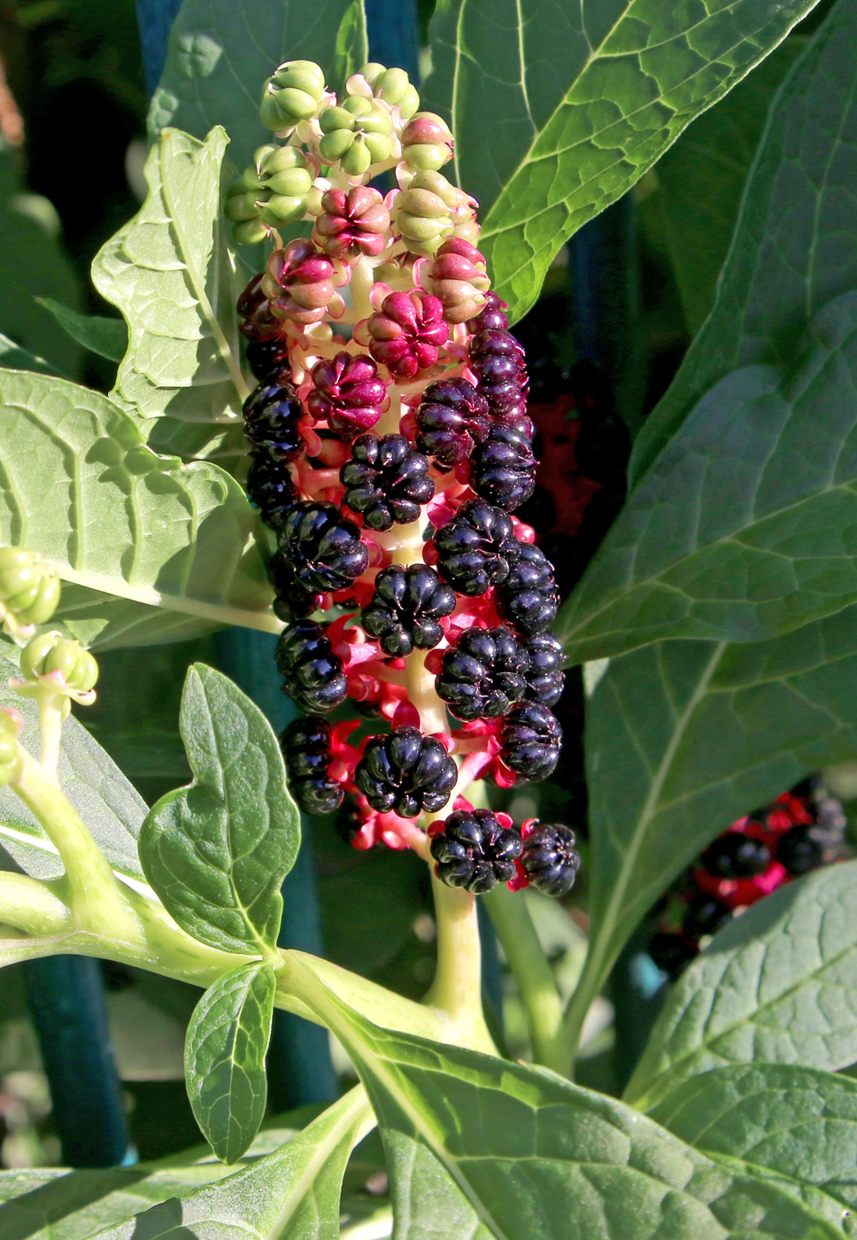 Image of Phytolacca acinosa specimen.