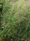 Epilobium hirsutum