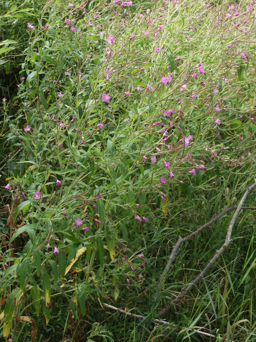 Image of Epilobium hirsutum specimen.