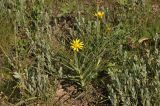 genus Tragopogon. Цветущее растение. Крым, Караларский природный парк, окр. бухты Коровья, степь. 07.05.2021.