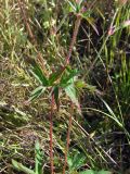 Geranium wlassovianum