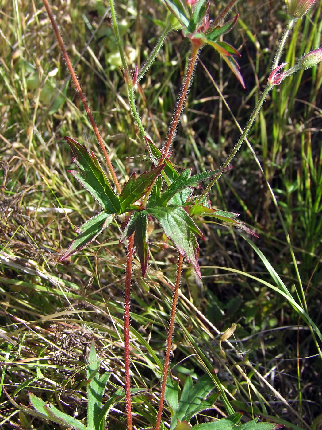 Image of Geranium wlassovianum specimen.