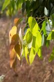 genus Eucalyptus