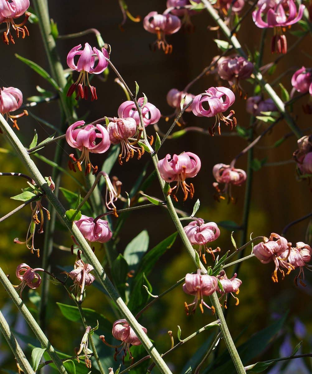 Image of Lilium pilosiusculum specimen.