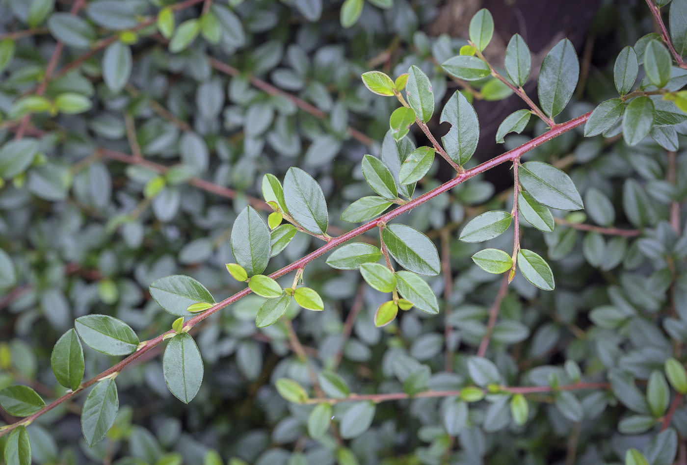 Изображение особи Myrica pensylvanica.