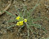 Erysimum subulatum