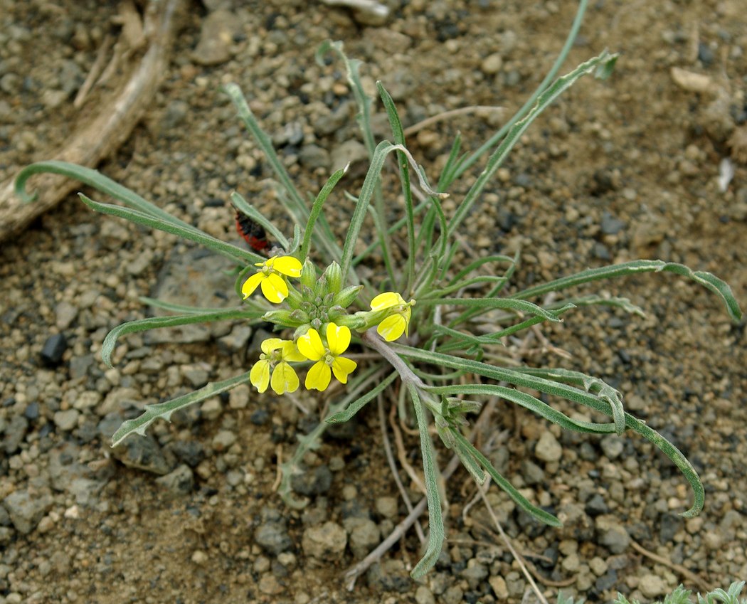 Изображение особи Erysimum subulatum.