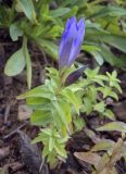 Gentiana