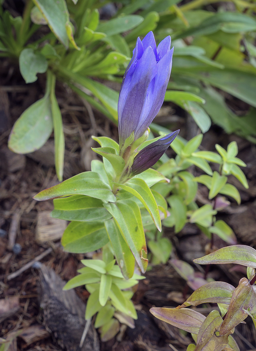 Image of genus Gentiana specimen.