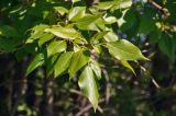 genus Populus