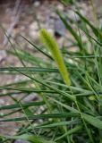 genus Setaria