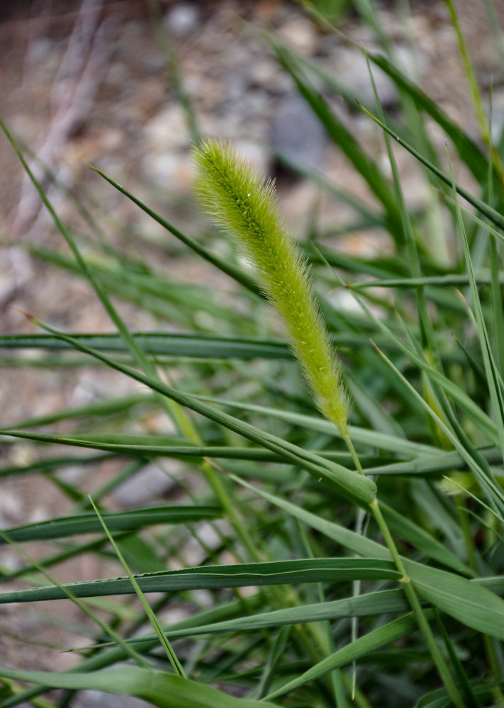 Image of genus Setaria specimen.