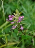 Pedicularis resupinata. Соцветие. Хабаровский край, р-н им. Полины Осипенко, долина р. Нилан, опушка смешанного леса. 17.07.2021.