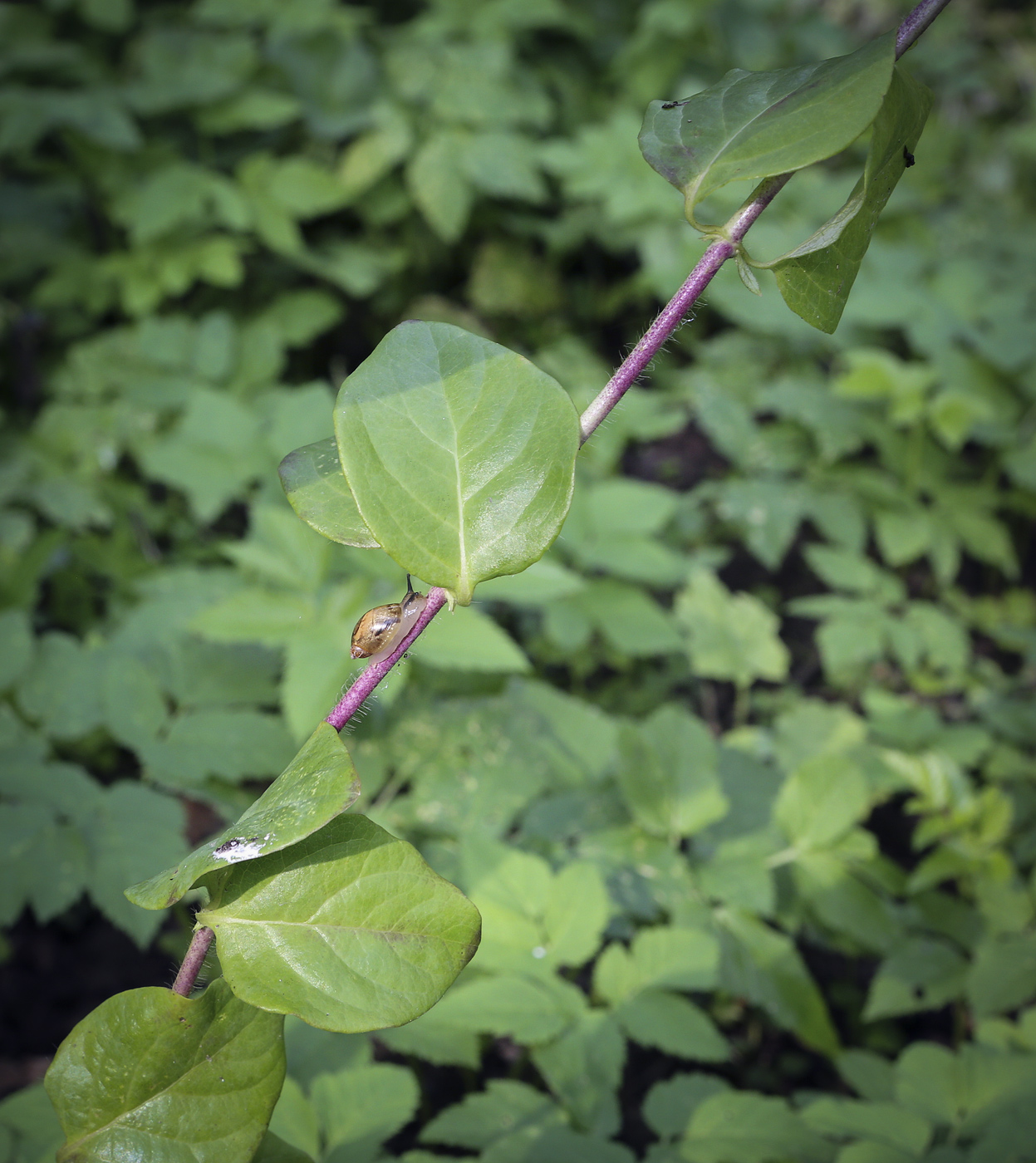 Image of Lonicera periclymenum specimen.