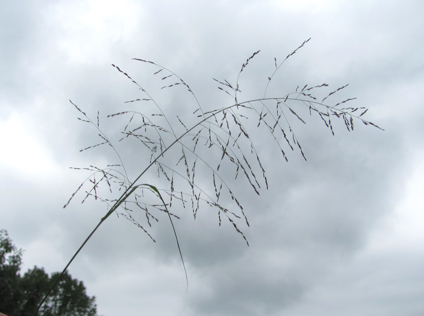 Изображение особи Eragrostis pilosa.