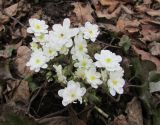 Hepatica asiatica