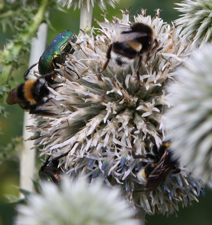 Изображение особи Echinops sphaerocephalus.