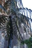 род Cyathea. Верхняя часть растения. Венесуэла, середина подъёма на плато Рорайма. 05.02.2007.