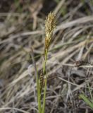 род Carex. Верхушка цветущего побега. Пермский край, Кунгурский р-н, окр. с. Плехановское, ур. Спасская гора, разнотравный луг. 07.05.2022.