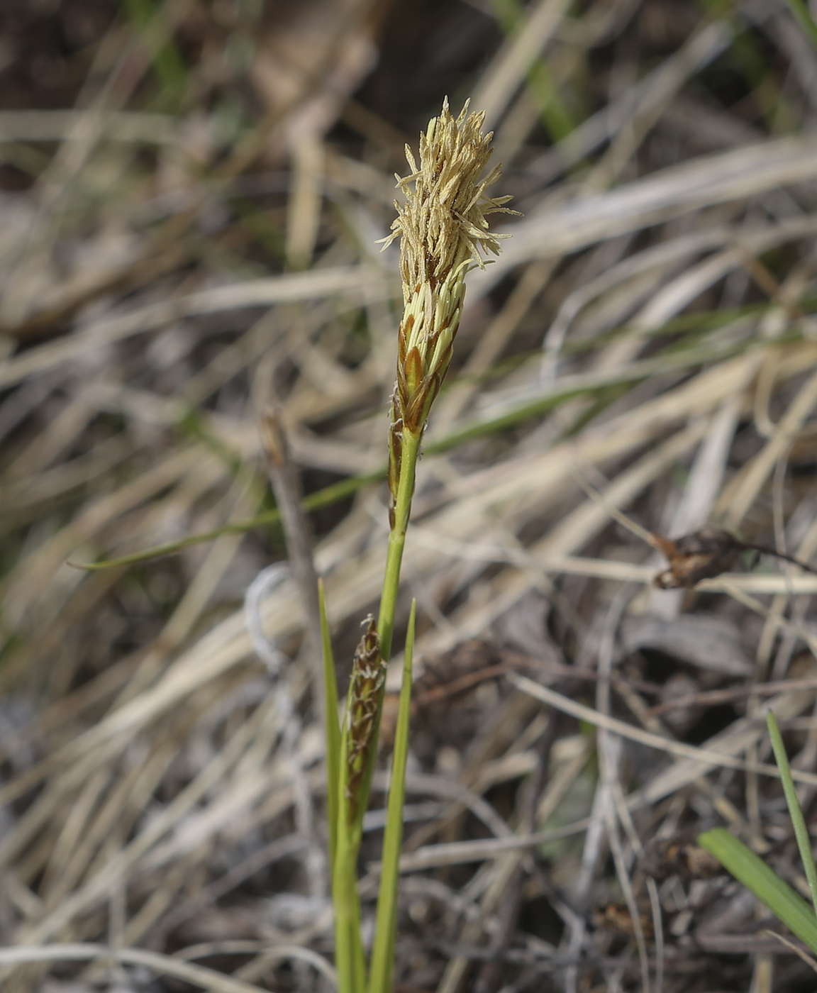 Изображение особи род Carex.