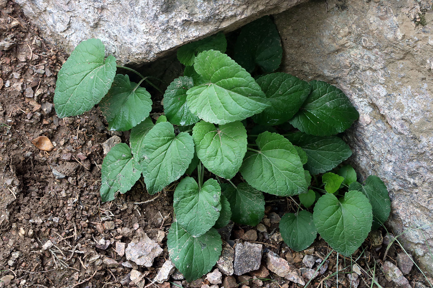 Image of Viola suavis specimen.