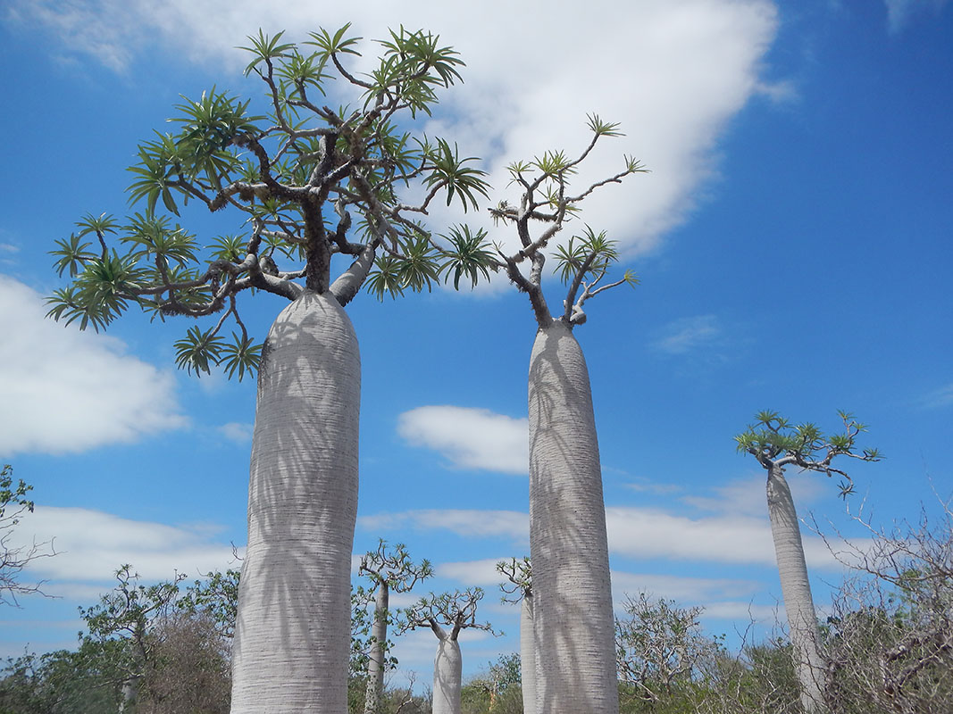 Image of Pachypodium geayi specimen.