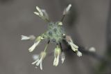 Camelina rumelica