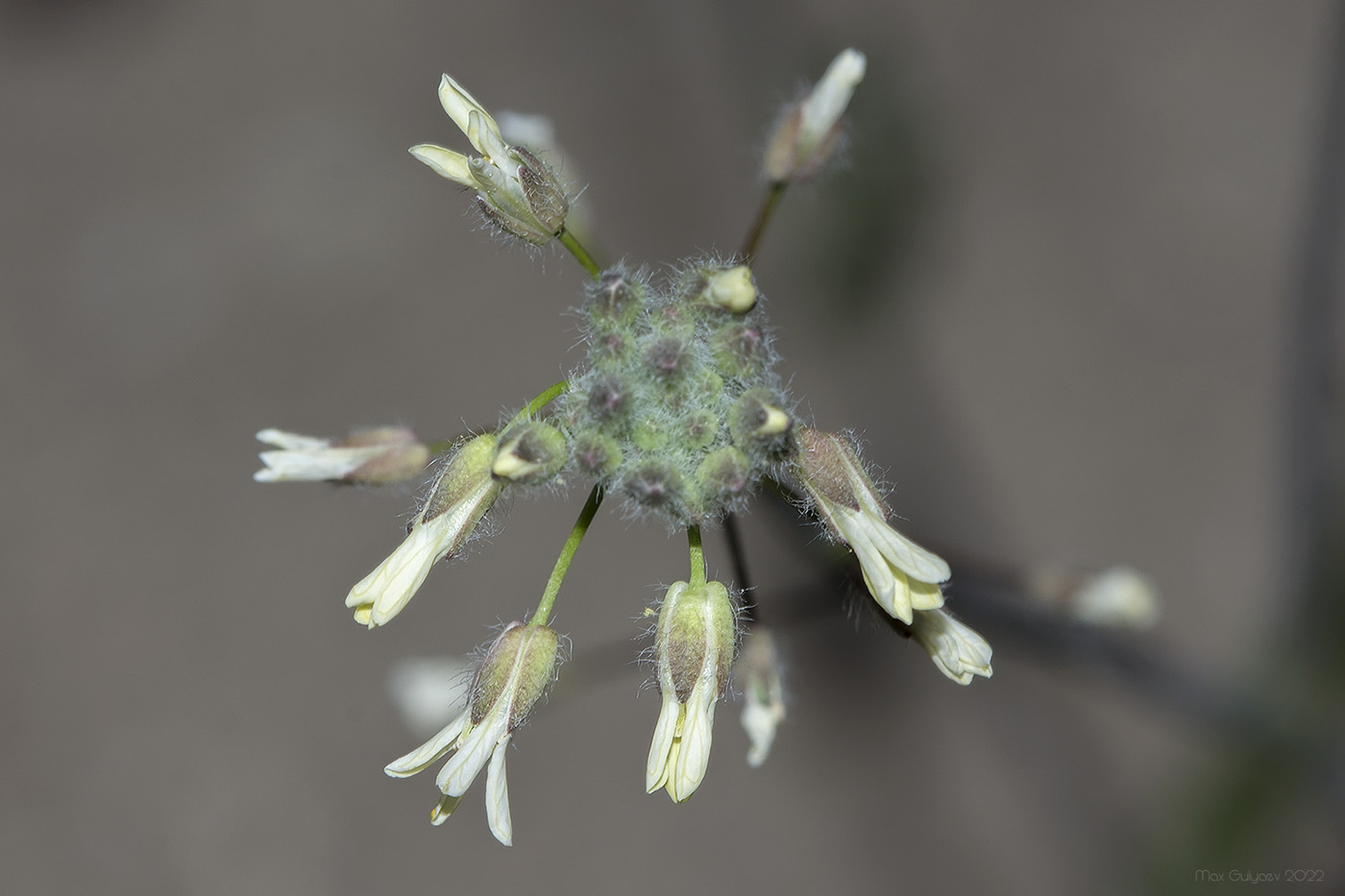 Изображение особи Camelina rumelica.