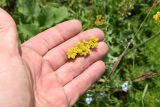 Apiaceae