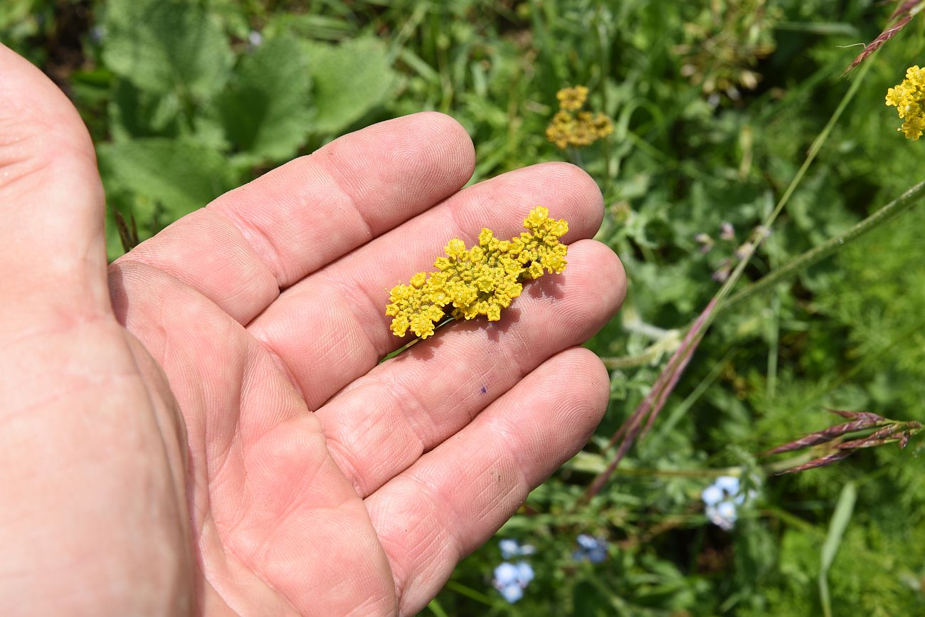 Изображение особи семейство Apiaceae.