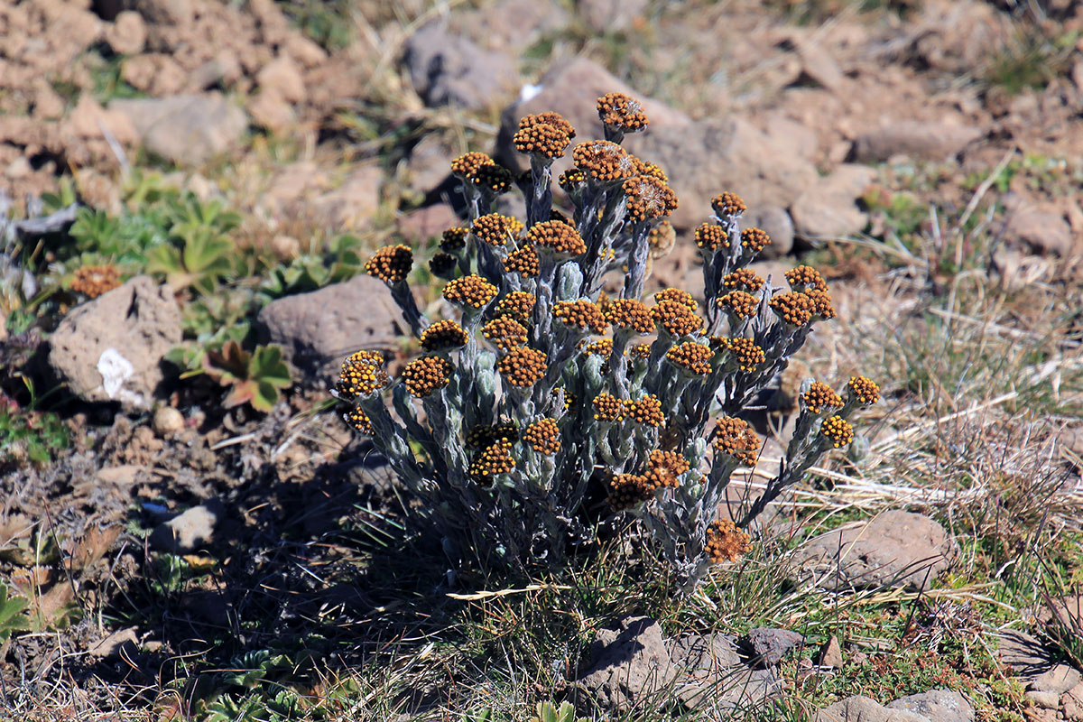 Image of familia Asteraceae specimen.
