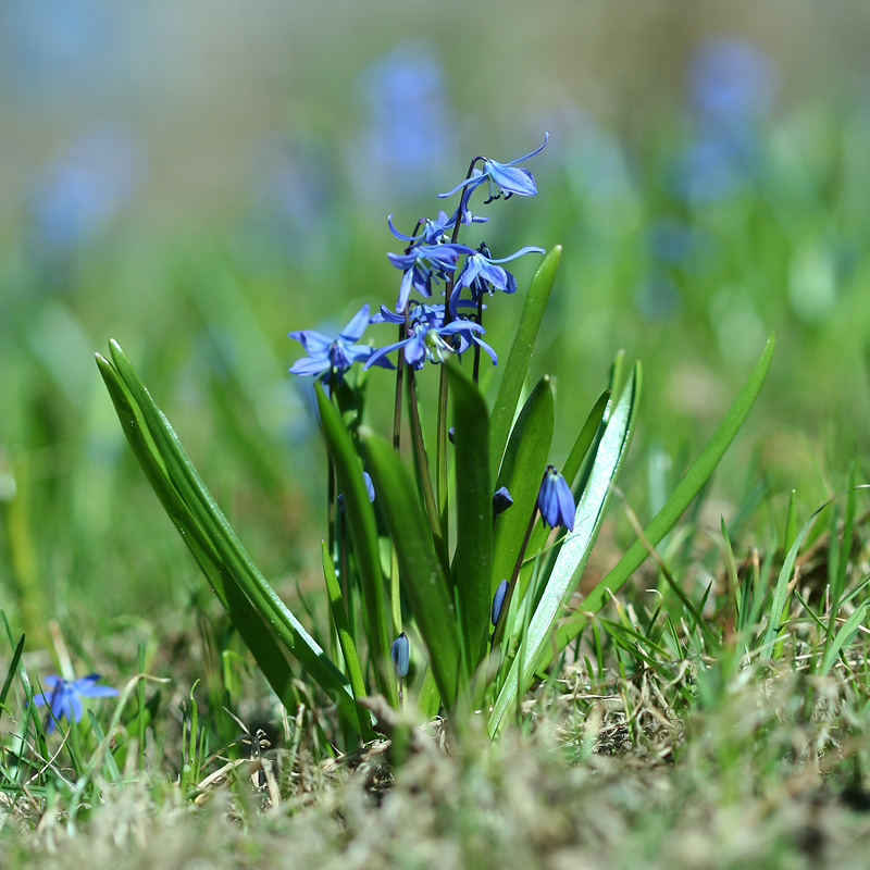 Изображение особи Scilla siberica.