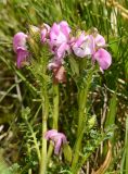 Pedicularis rhinanthoides