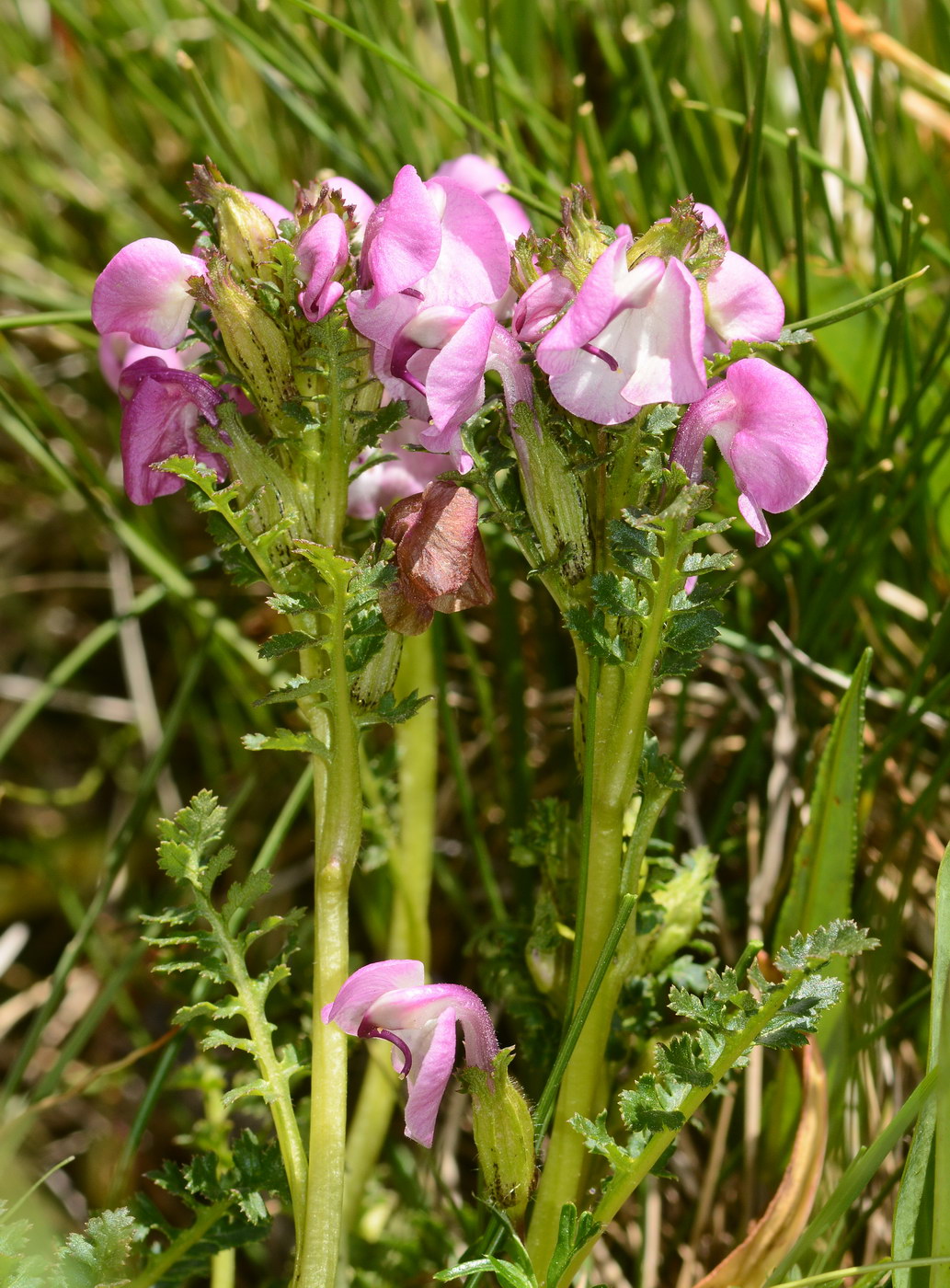 Изображение особи Pedicularis rhinanthoides.