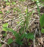 Vicia sylvatica