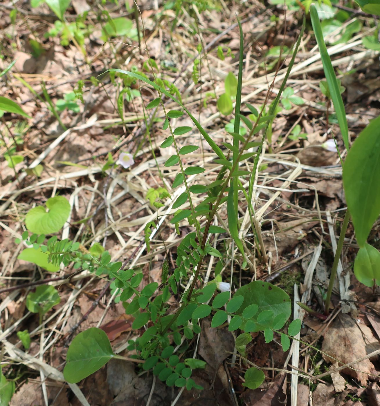 Image of Vicia sylvatica specimen.