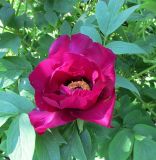 Paeonia suffruticosa