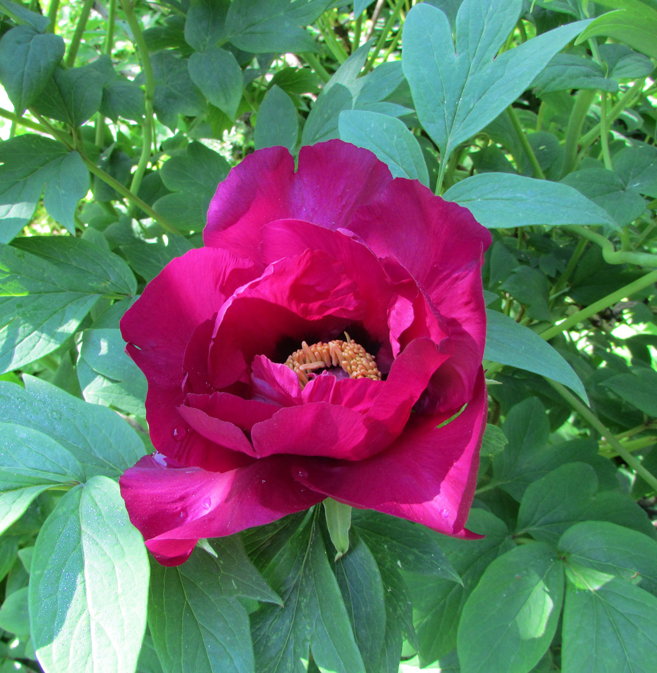 Image of Paeonia suffruticosa specimen.