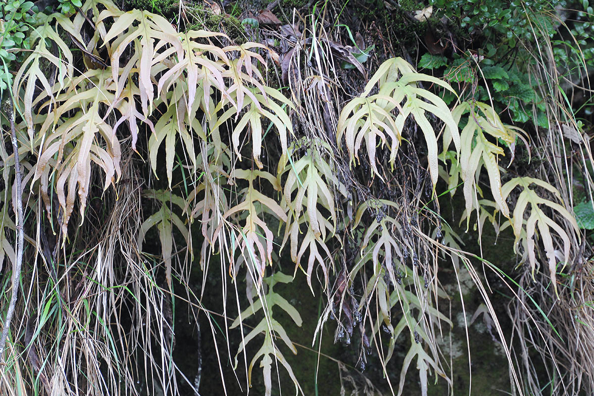 Image of Selliguea oxyloba specimen.