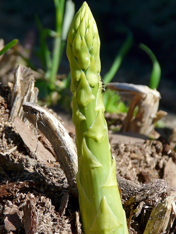 Изображение особи Asparagus officinalis.