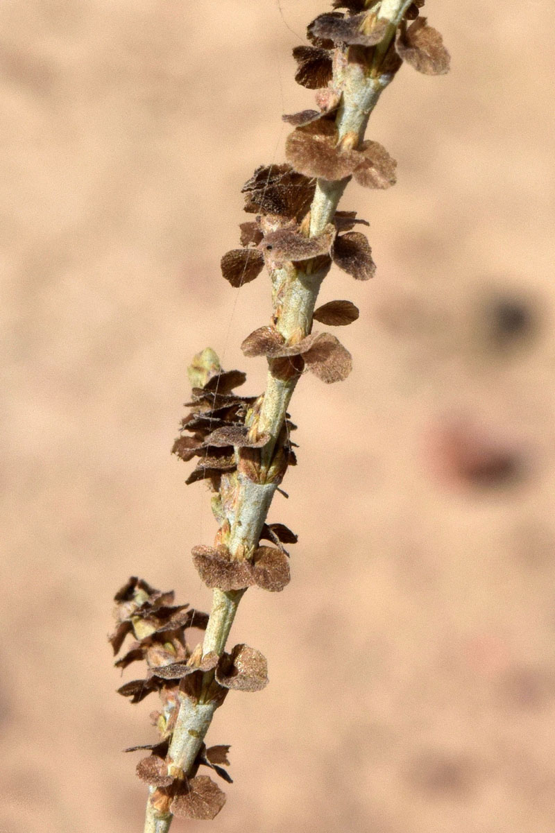 Image of Girgensohnia diptera specimen.