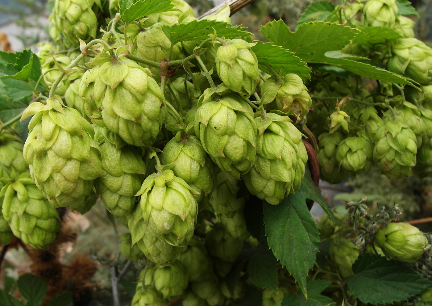 Изображение особи Humulus lupulus.